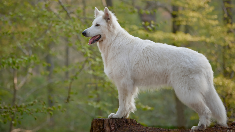 Hoeveel kost de Zwitserse Witte Herder? PetSecur