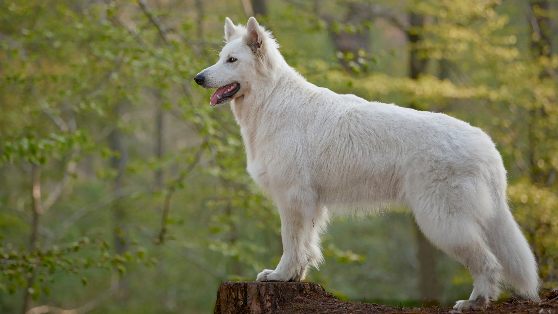 Hoeveel kost de Zwitserse Witte Herder? PetSecur