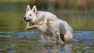 Een Zwitserse Witte Herder die rent door het water. PetSecur