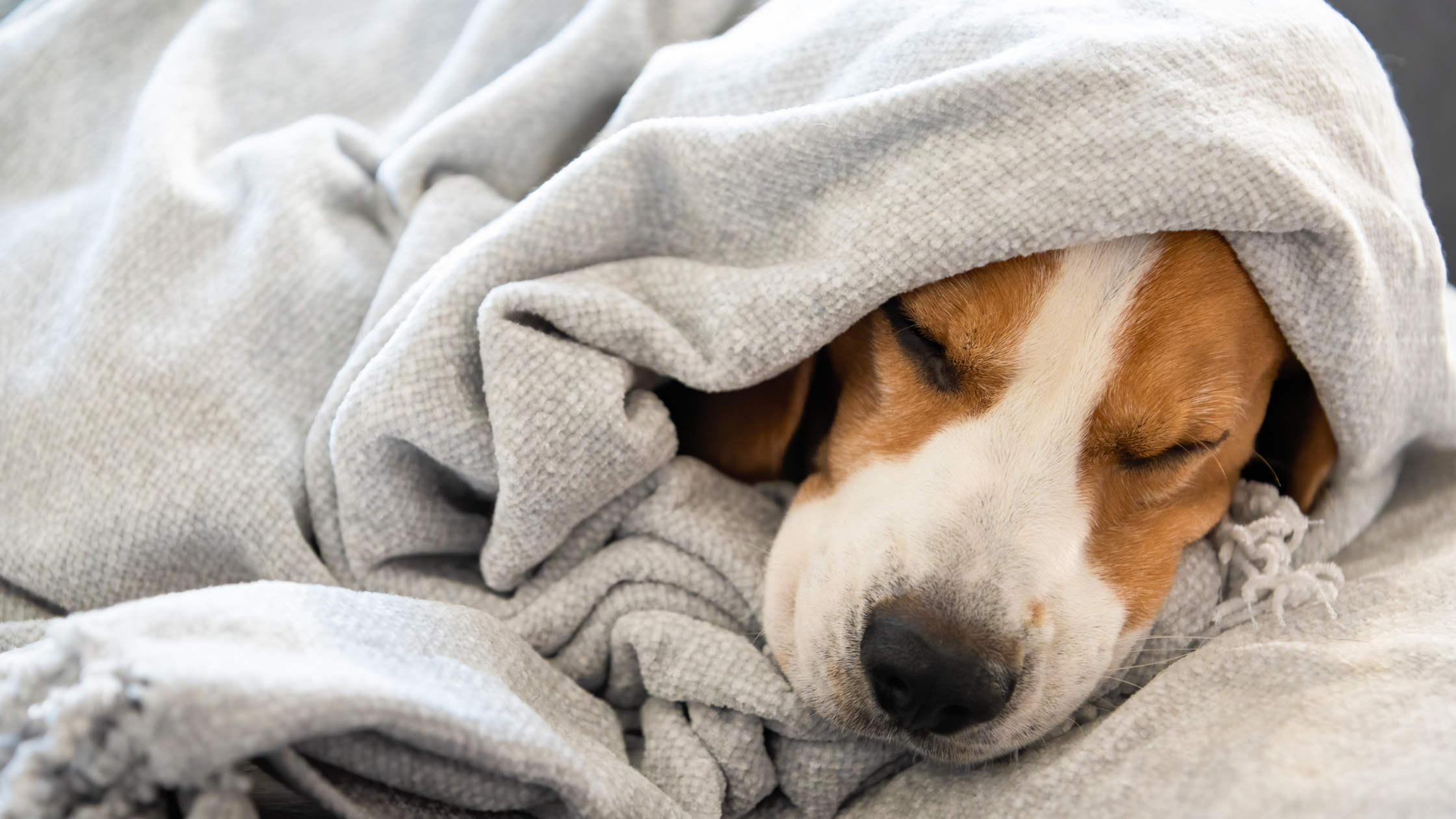 Hoeveel slaapt een hond? Beagle ligt in deken gewikkeld te slapen. PetSecur