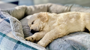 Een Golden Retriever pup slaapt op zijn zij in een mandje. PetSecur