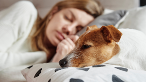 Een Jack Russell Terriër ligt met het hoofd op een kussen te slapen bij zijn baasje. PetSecur