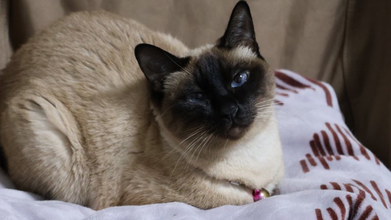Een kat heeft last van kattenziekte PetSecur