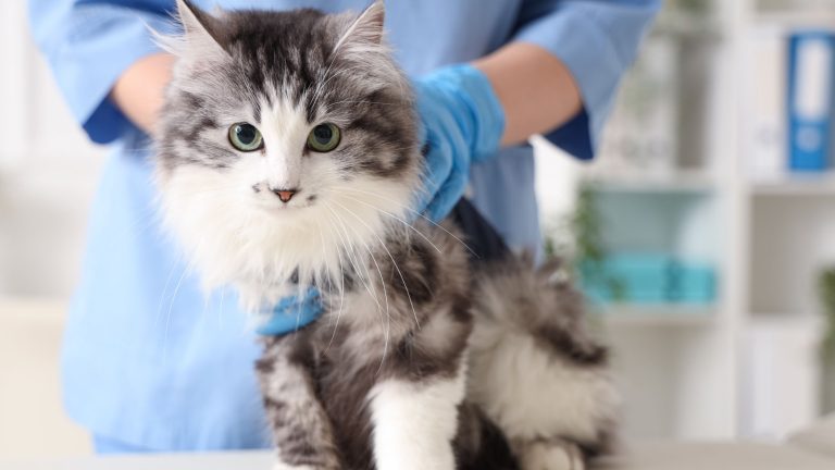 Kosten wondbehandeling kat PetSecur