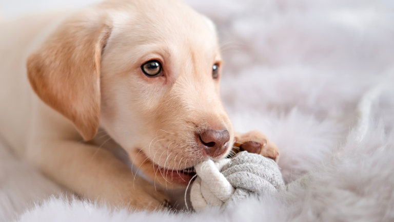 Labrador en Franse Bulldog blijven favoriet PetSecur