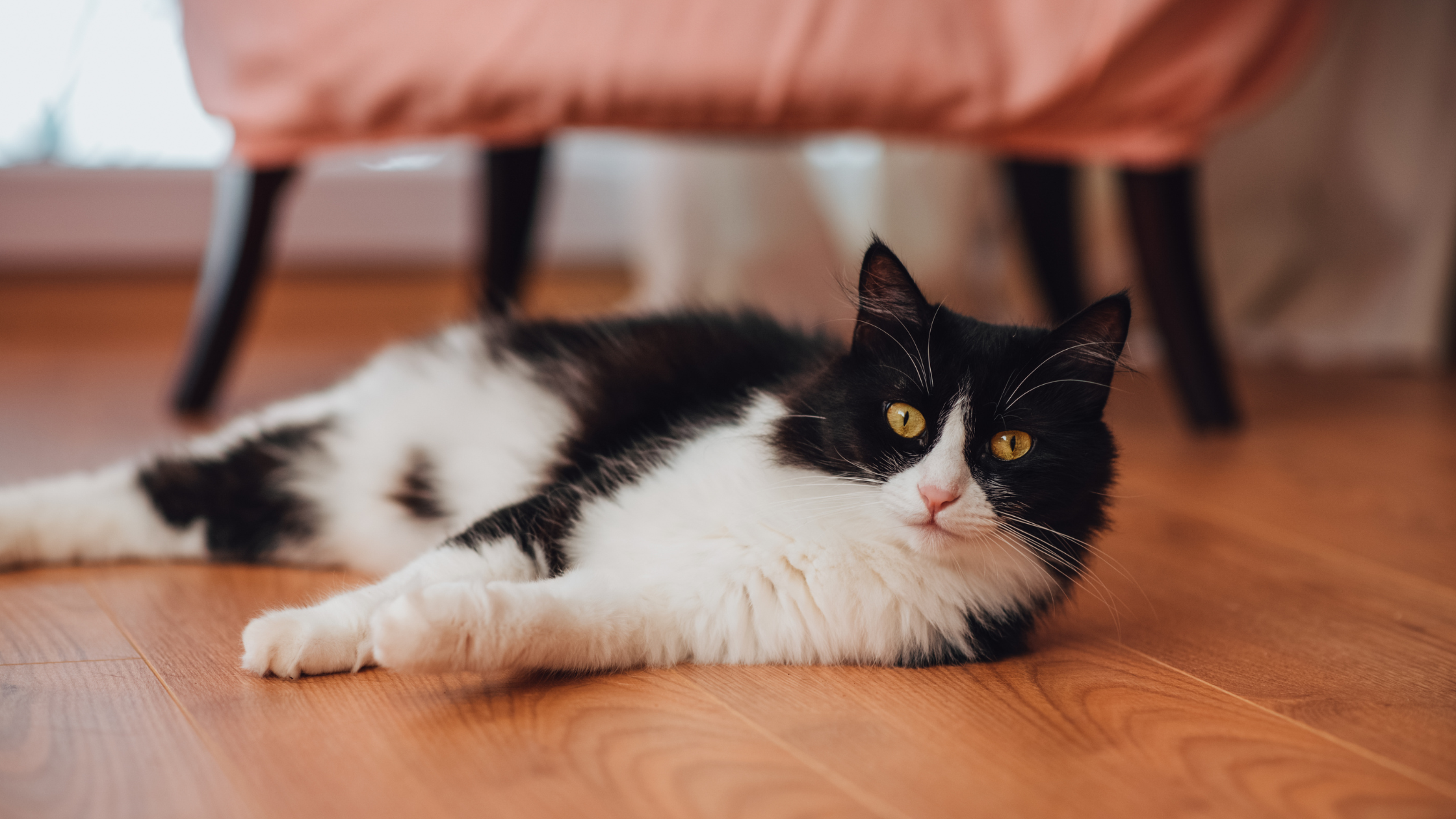 Lethargie bij katten PetSecur