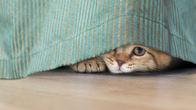 Stress bij katten. Een kat verstopt zich onder een dekentje. PetSecur