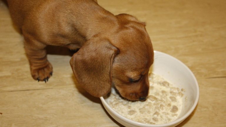 Een bruine teckel eet puppyvoer PetSecur