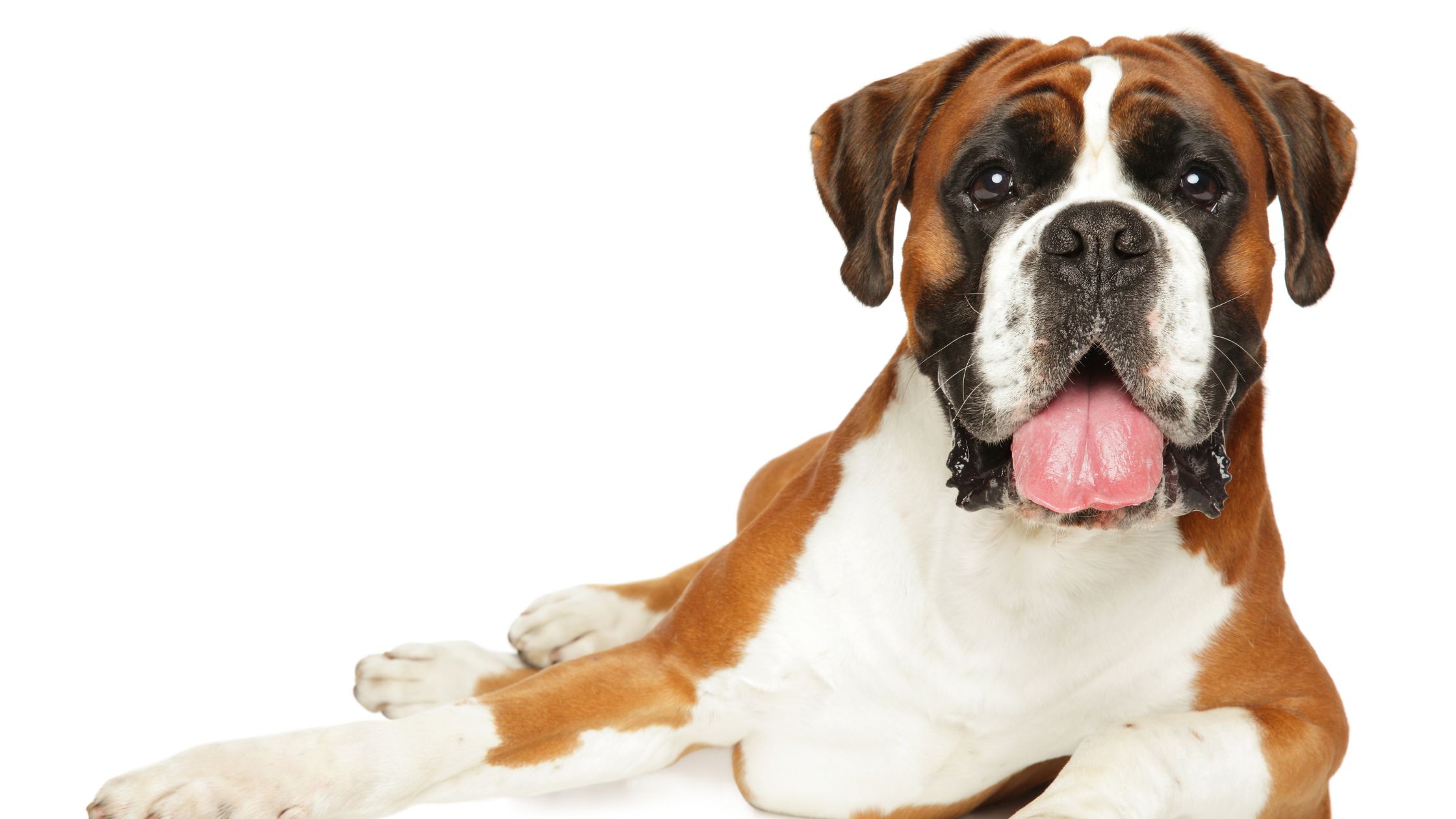 Kosten van een boxer PetSecur