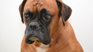 Kosten van een boxer PetSecur