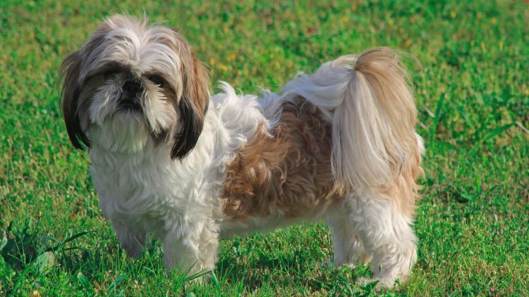 Wat kost een Shi Tzu PetSecur