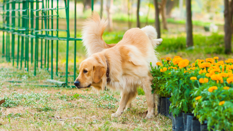 Blaasgruis hond PetSecur