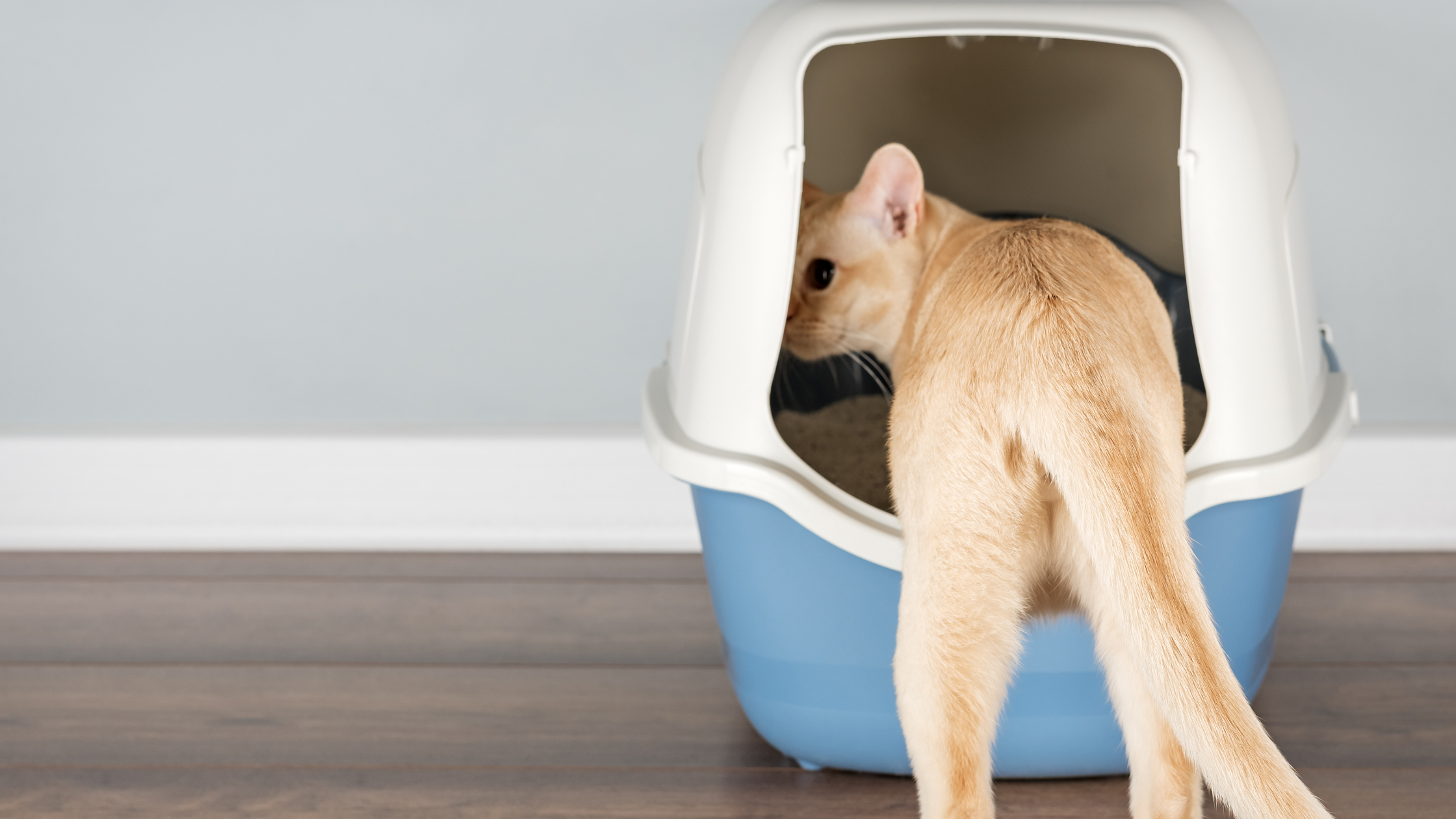 Blaasstenen kat: oorzaken, symptomen en kosten. PetSecur