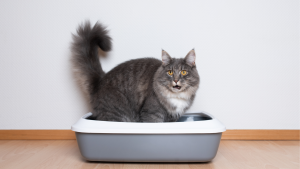 Kat heeft pijn bij plassen door blaasstenen. PetSecur