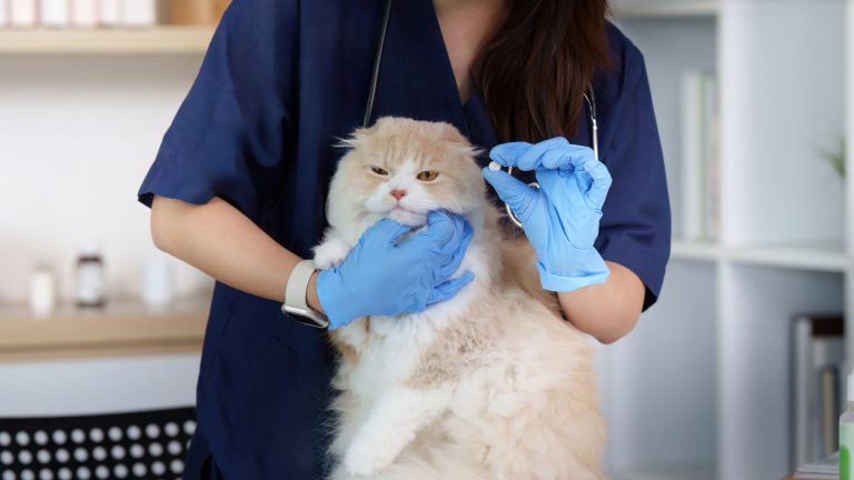 Top 5 duurste behandelingen voor katten PetSecur