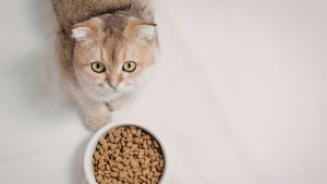 Eliminatiedieet bij katten PetSecur