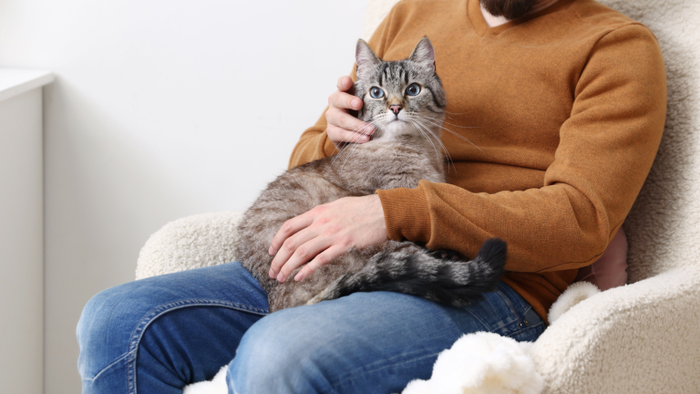 Hoe zorg ik dat een kat tegen me aan komt liggen? PetSecur