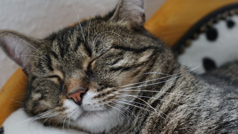 Een kat heeft koorts en ligt daarom te slapen PetSecur