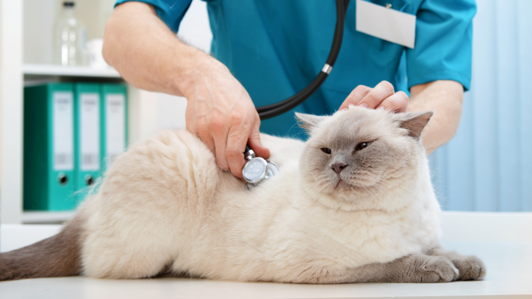 Kosten biopt kat PetSecur