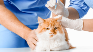 Een rood-witte kater ligt bij de dierenarts voor een biopt afname. PetSecur