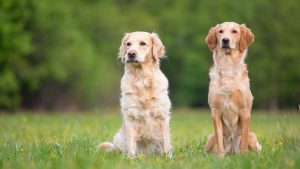 Loslopende Golden Retrievers bij een losloopgebied PetSecur