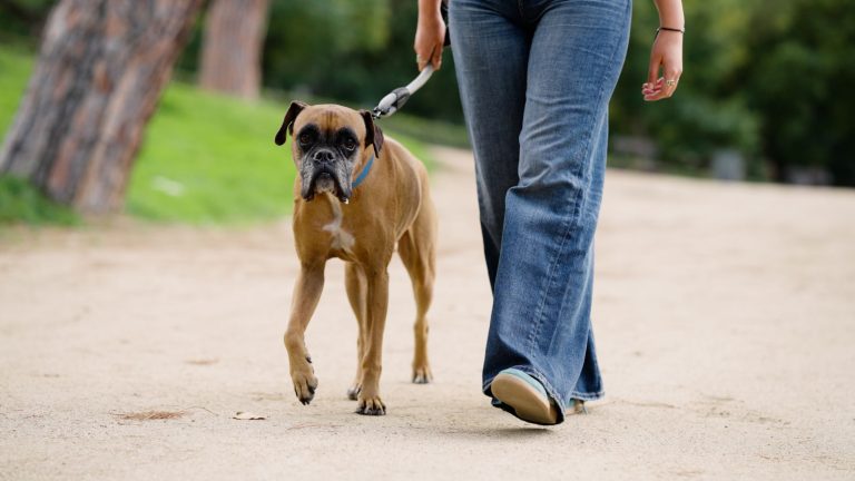 Een baasje heeft een hond vast aan de lijn vanwege het broedseizoen PetSecur