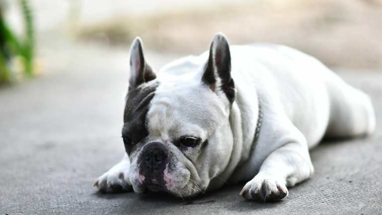 Luchtwegproblemen bij honden PetSecur