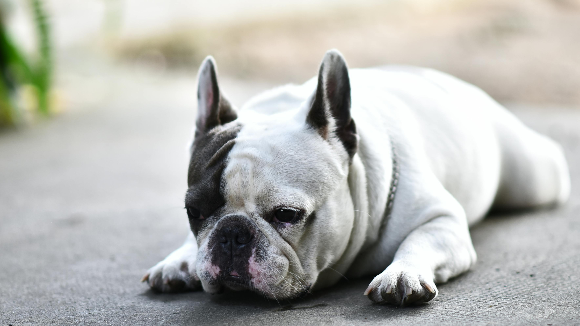 Luchtwegproblemen bij honden PetSecur