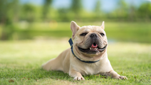 Honden met een korte snuit hebben een hogere kans op luchtwegproblemen. PetSecur