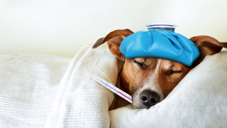 Temperatuur hond: wat geeft het aan? PetSecur