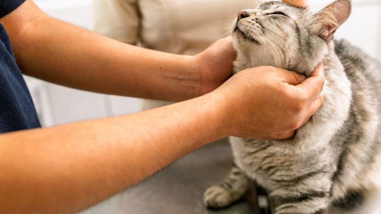 Waarom kunnen dierenartskosten hoog oplopen? PetSecur