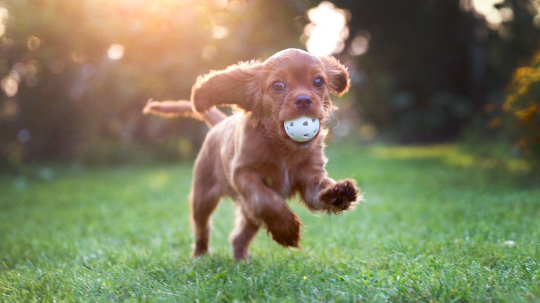 Wanneer worden puppy's rustiger? PetSecur