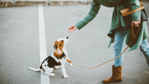 Een Beagle puppy in training. PetSecur