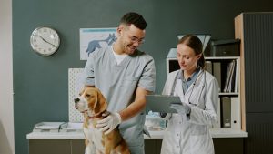 Wat is een zorgverzekering voor je hond? PetSecur