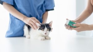 Zorgverzekering voor je kat PetSecur