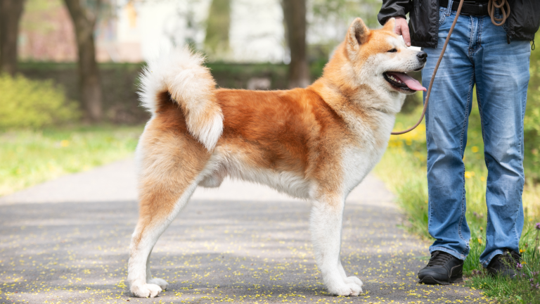 Wat kost een Akita? PetSecur