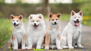 Vier Akita puppy's zitten op een rij. PetSecur