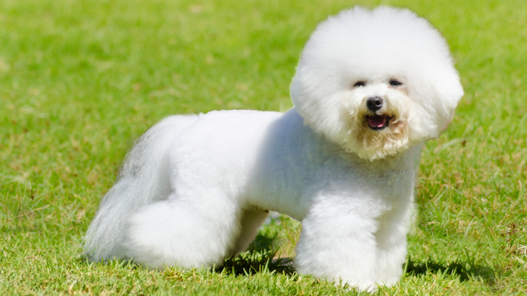 Wat kost een Bichon Frise? PetSecur