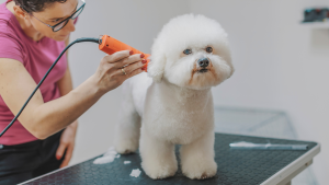Een Bichon Frise bij de trimmer. PetSecur