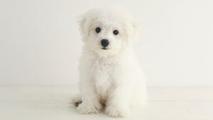 Een Bichon Frise puppy. PetSecur