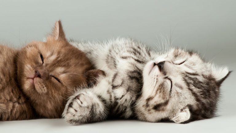 Wat kost een kitten? PetSecur