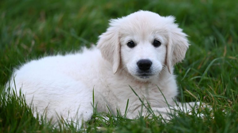 Wat kost een puppy in 2026? PetSecur