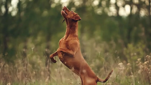 Een Vizsla hond is aan het spelen in het gras PetSecur
