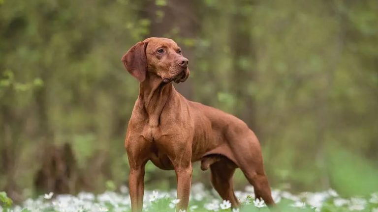 Wat kost een Vizsla PetSecur