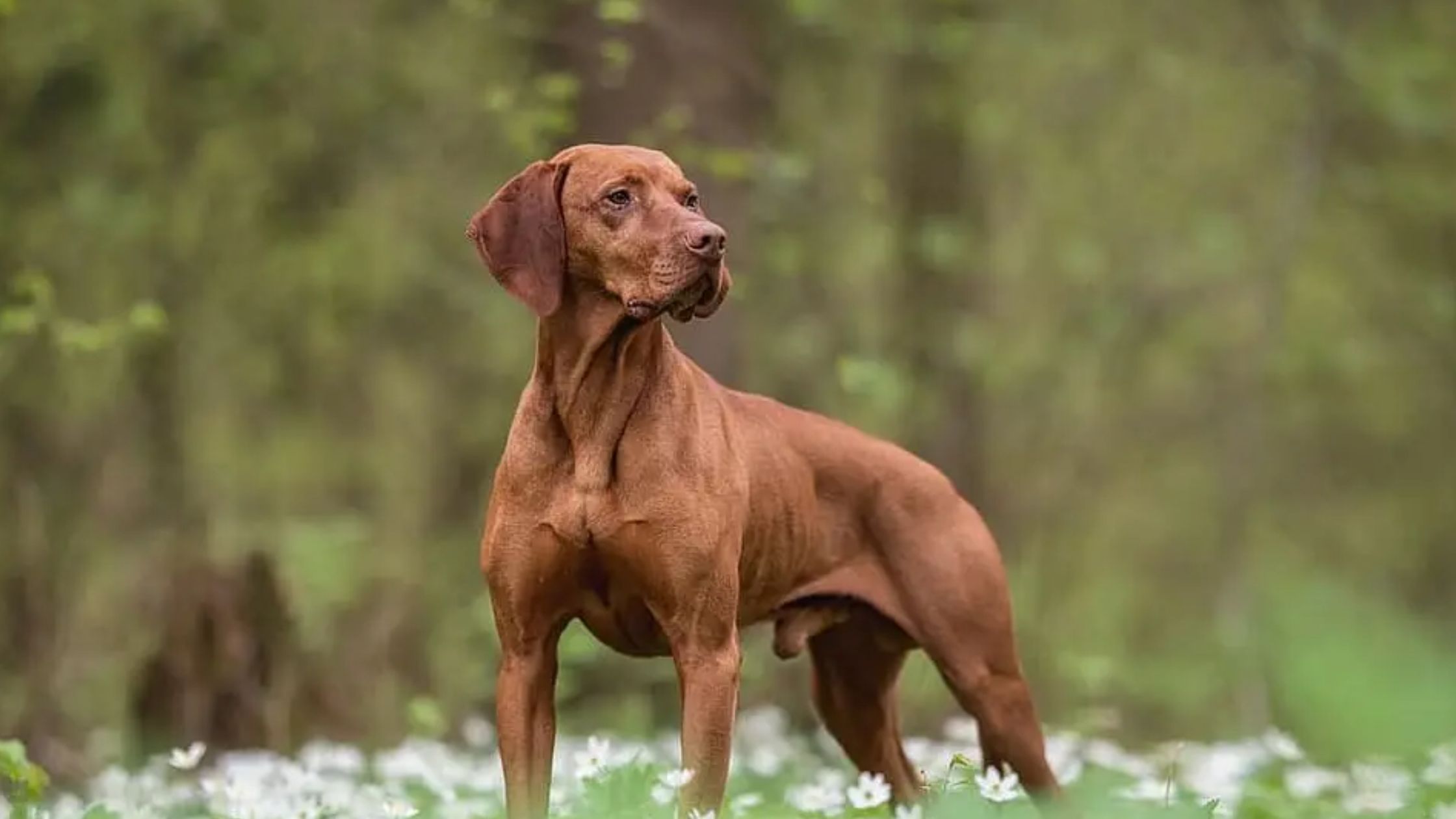Wat kost een Vizsla PetSecur