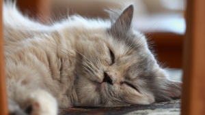 Slapende langharige kat. PetSecur
