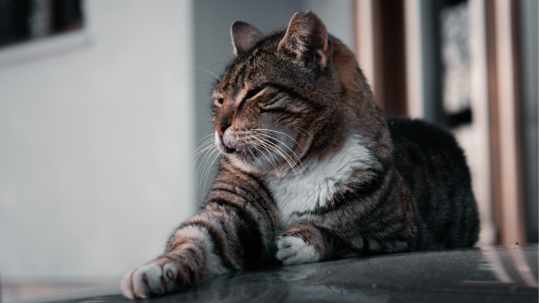 Bloedarmoede kat PetSecur