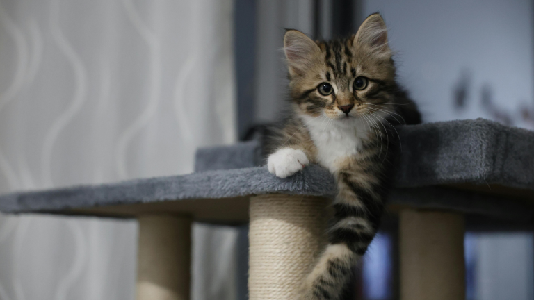 Hoe lang mag je je kat alleen thuislaten? PetSecur
