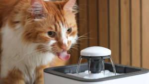 Kat drinkt uit automatische waterfontein. PetSecur
