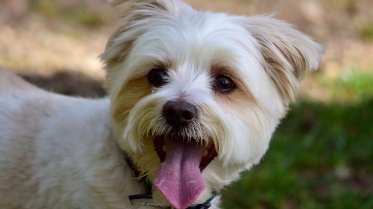 Hond stinkt uit bek PetSecur